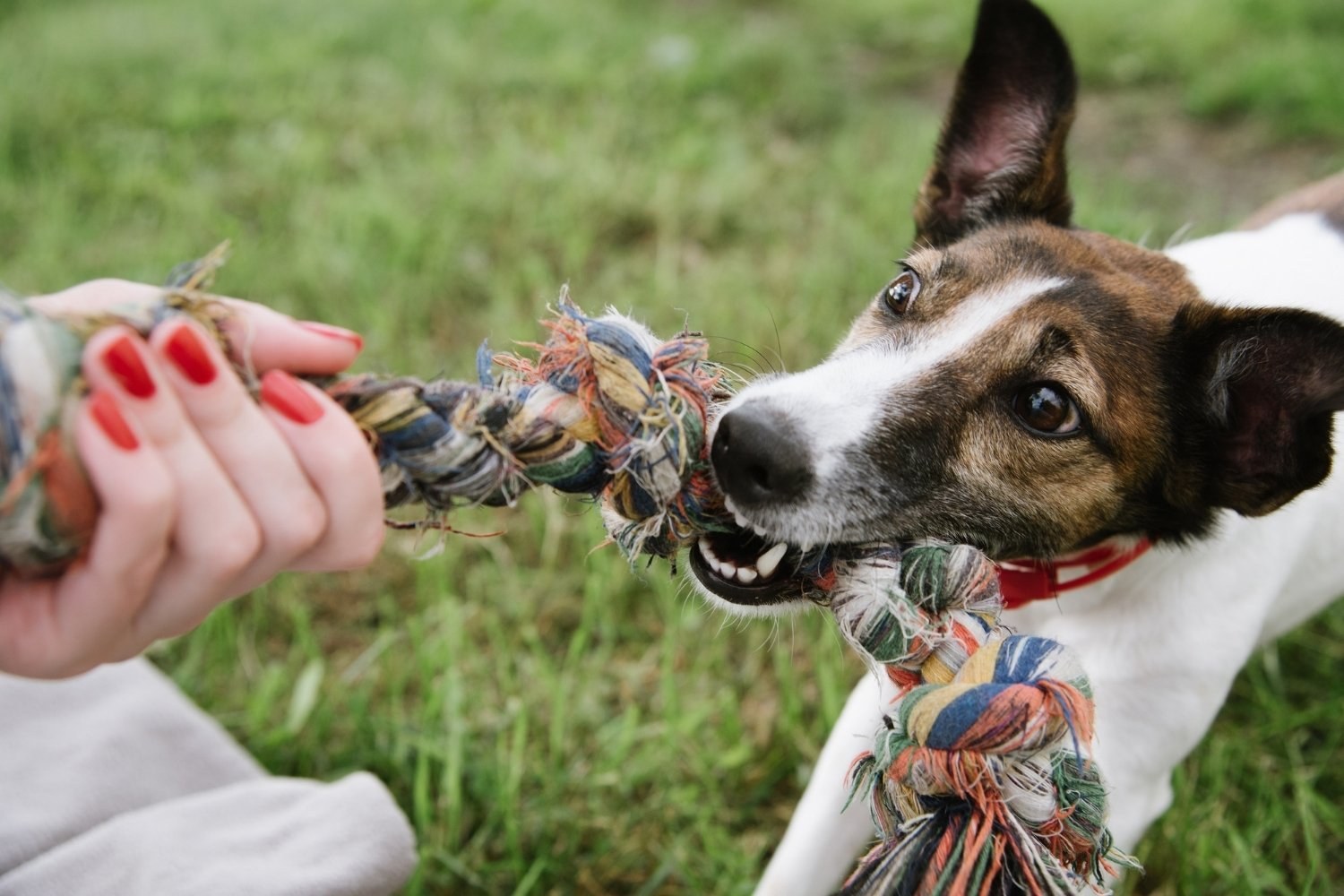 Columbus-dog-park - tug toy