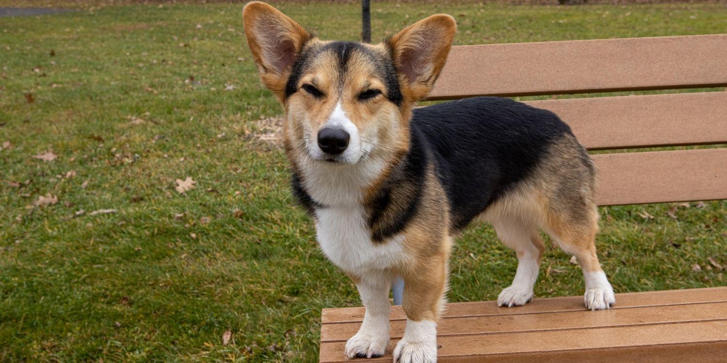 Madison-Dog-Parks-corgi