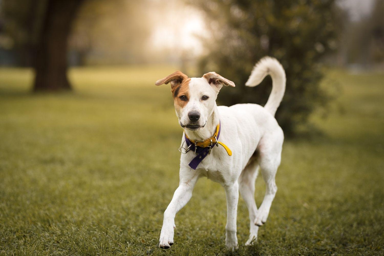 Dog Off-leash at park