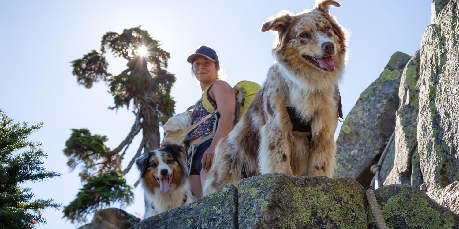 9 amazing, pet-friendly hikes in the DC area! These hiking trails are sure to make you smile and wag your tail!