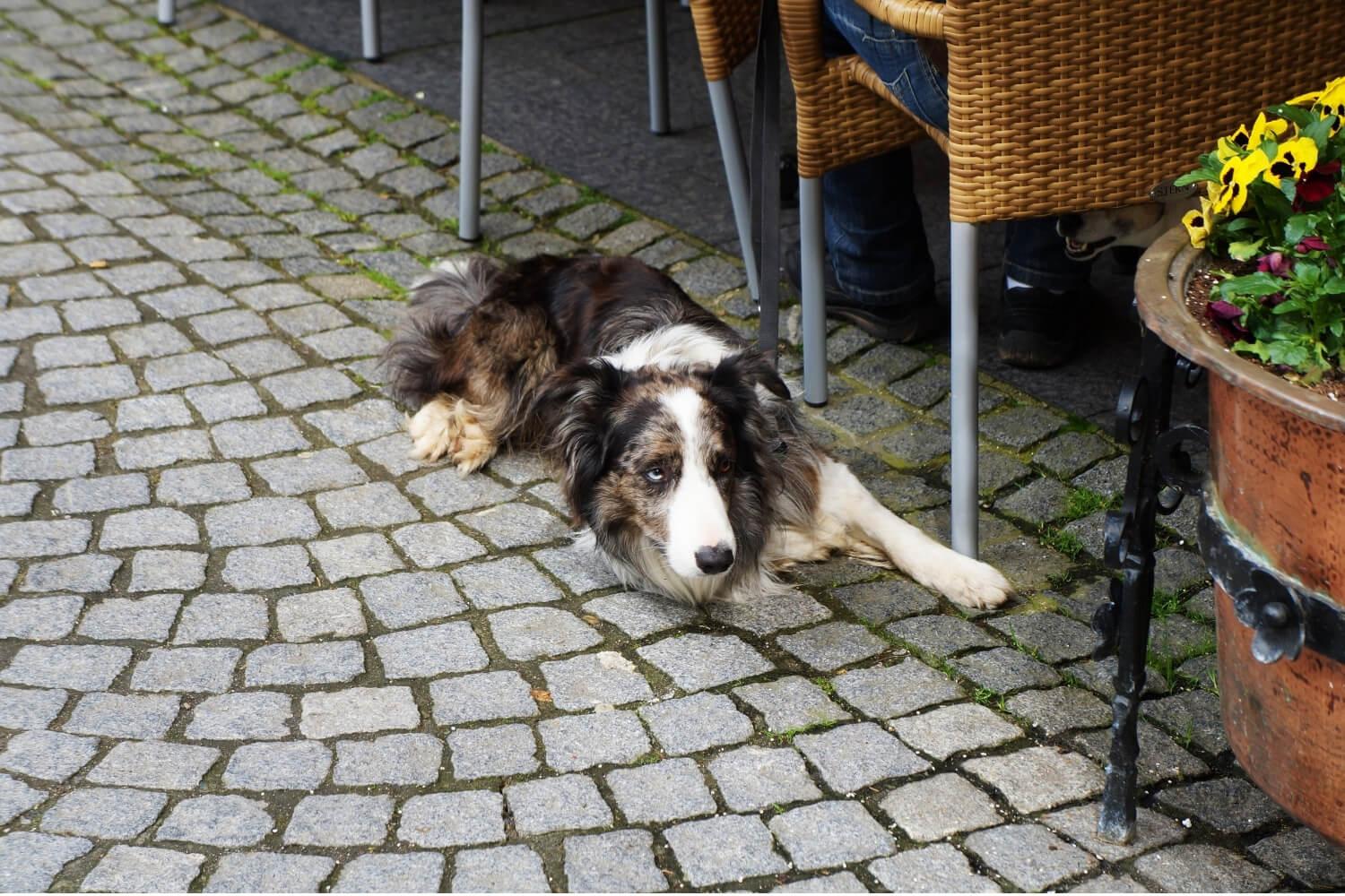 Dog at restaurant in DC under table