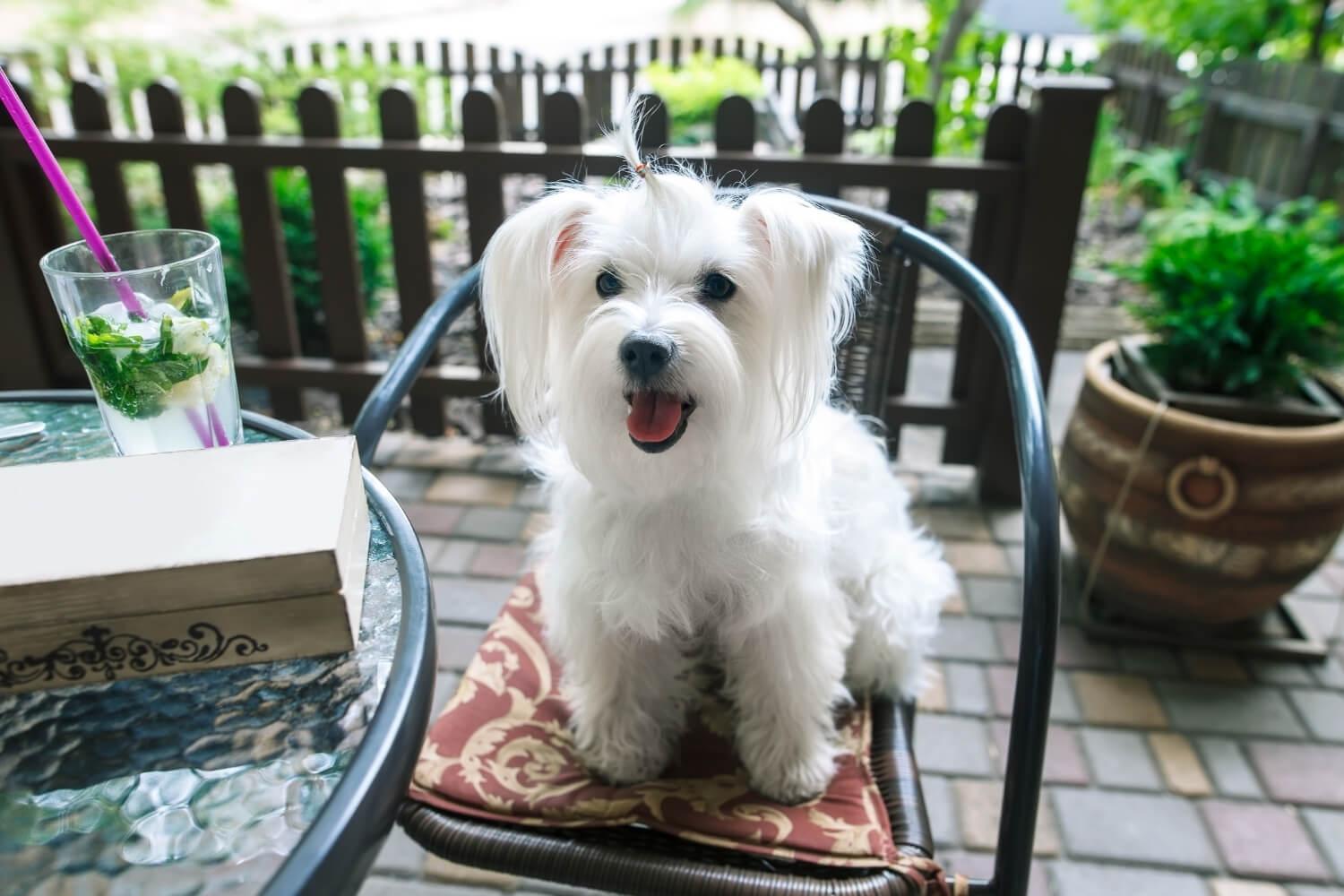 Dog at restaurant in DC sitting on chair