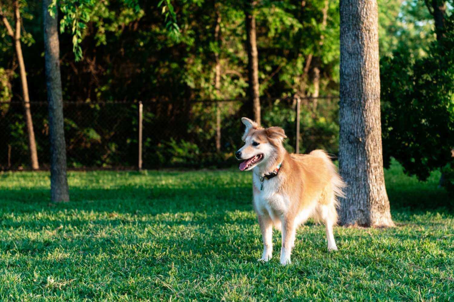 Dallas Dog Playing at Park