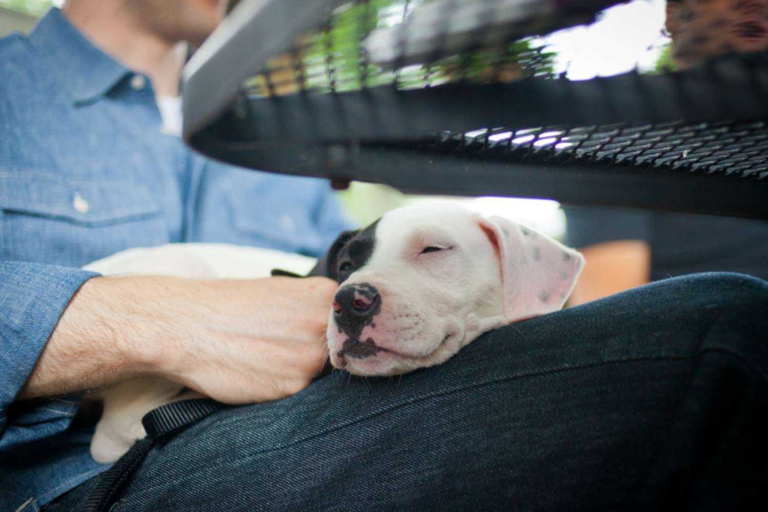 Dallas Dog Sleeping at Lunch