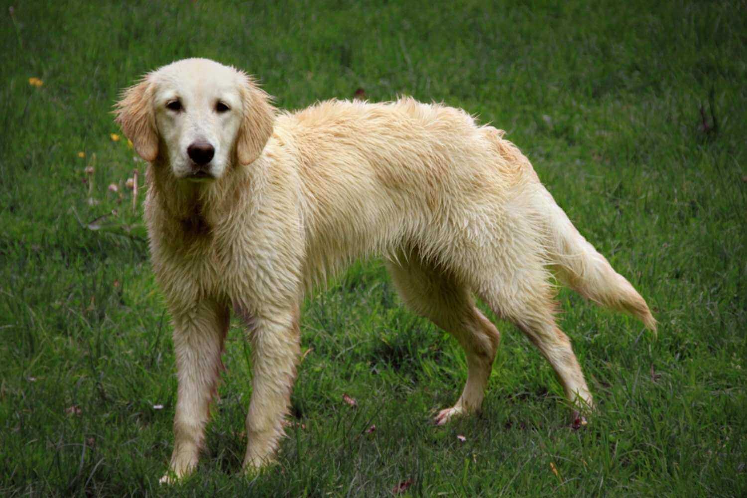 Dallas Dog Wet from Swimming