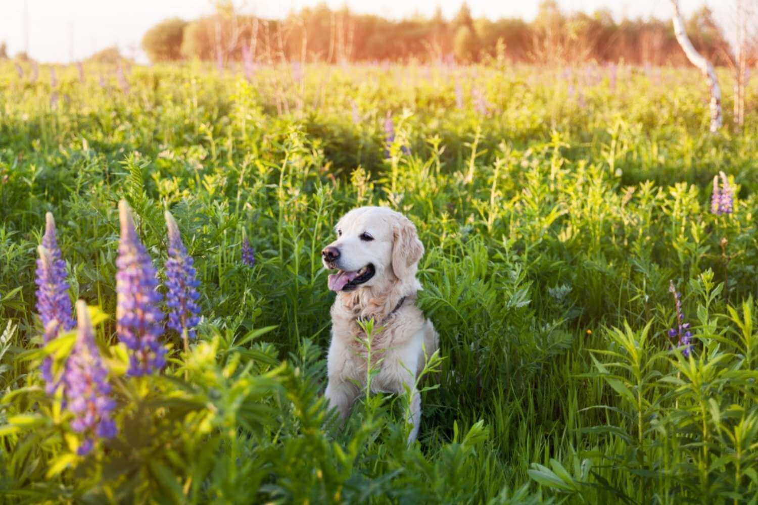 Dallas Dog in Field