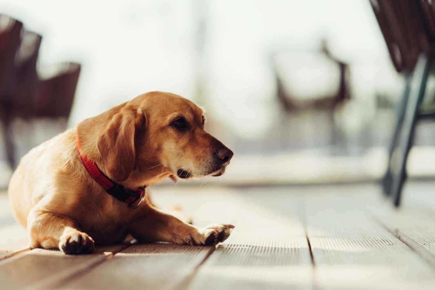 Dallas Dog on Restaurant Patio