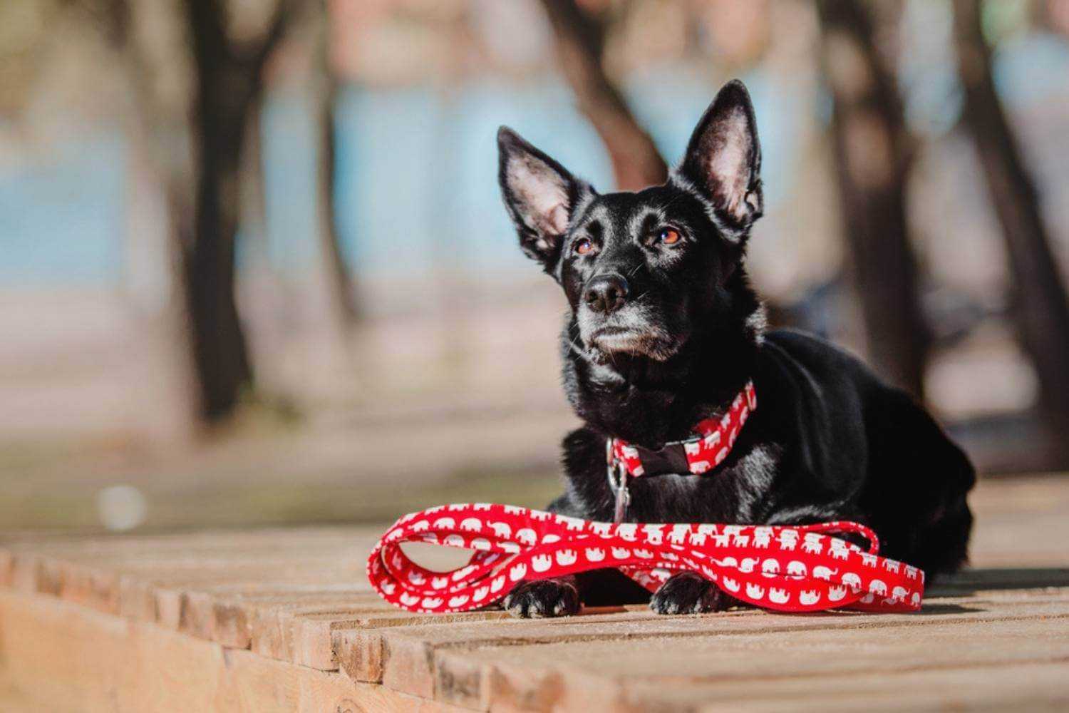 Dallas Dog with Leash