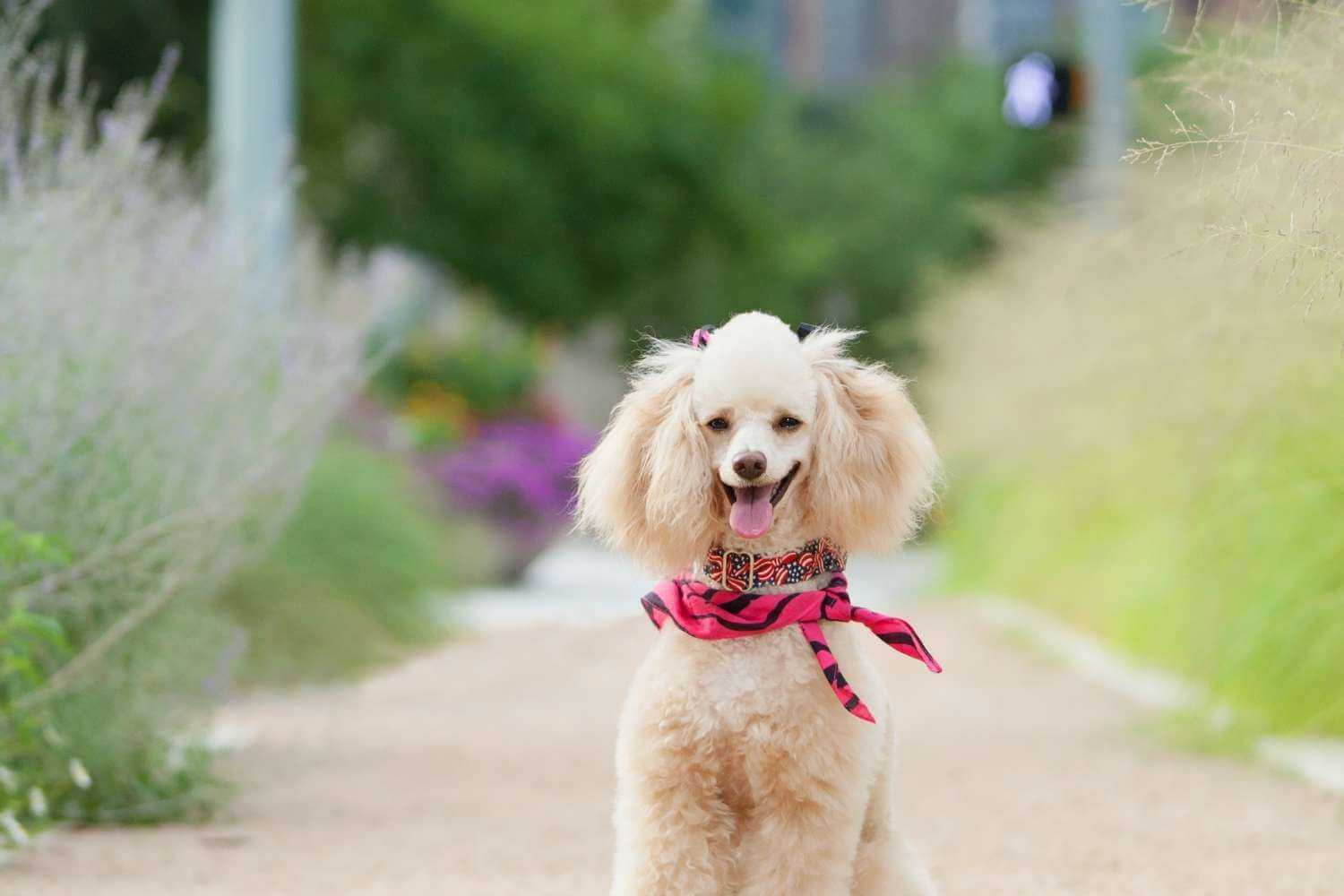 Dallas Poodle Walking on Trail