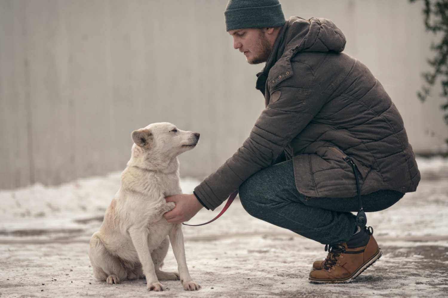 Denver Dog Being Adopted