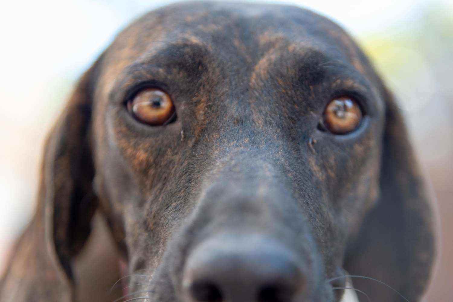 Denver Dog Waiting To Be Adopted