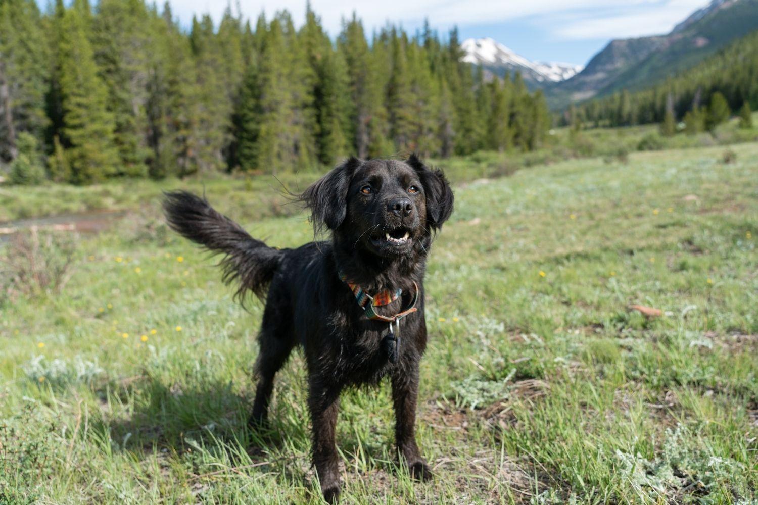 Dog-friendly Hike Denver - dog in meadow