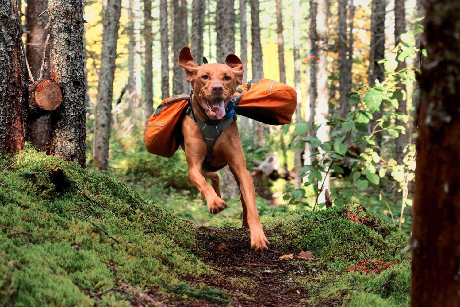 Dog-friendly Hike Denver - dog with pack on trail