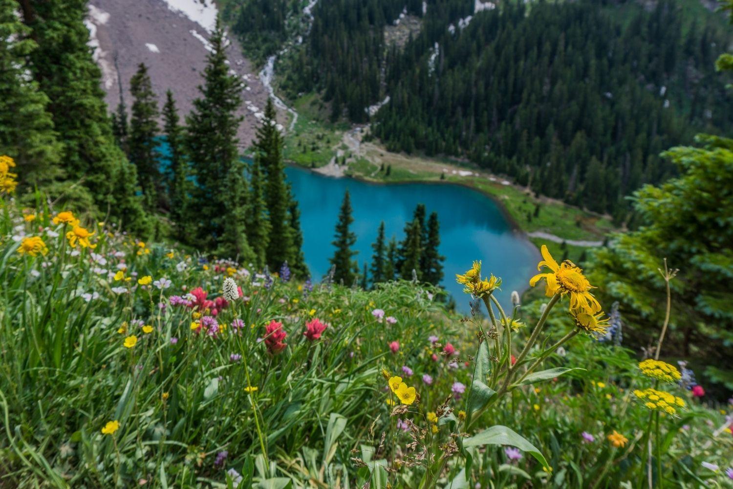 Dog-friendly Hike Denver - colorful wildflowers