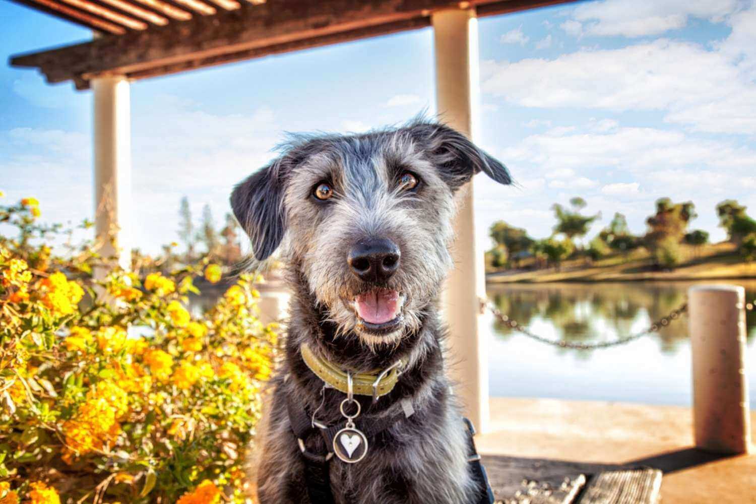 Des Moines Happy Dog at Park