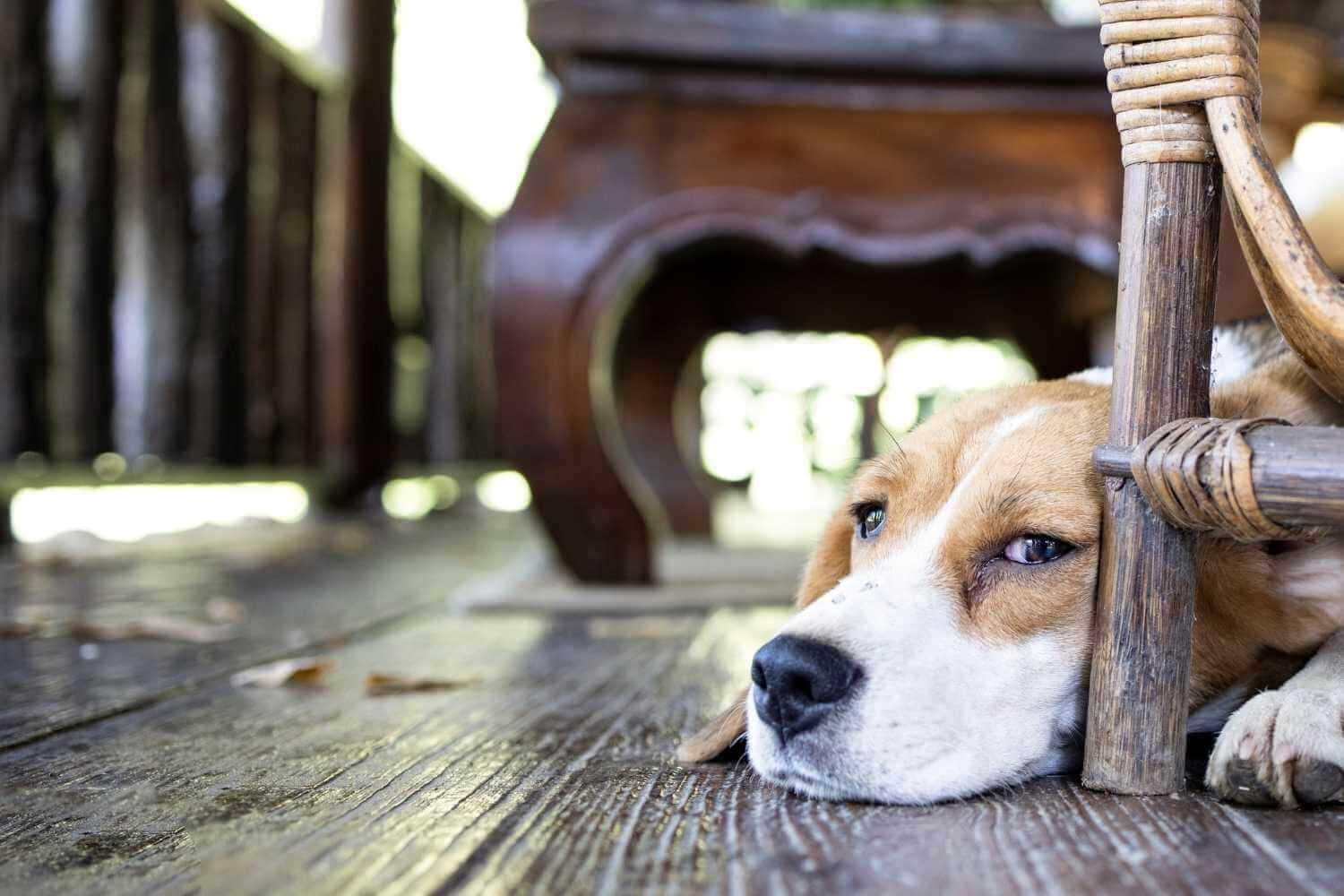 Des Moines IA Dog Laying Down at Restaurant