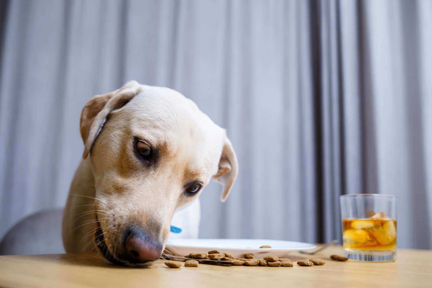 Detroit Dog Eating Kibble at Table