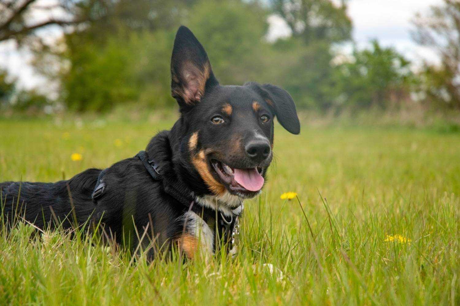 Detroit Dog Park Dog in Field