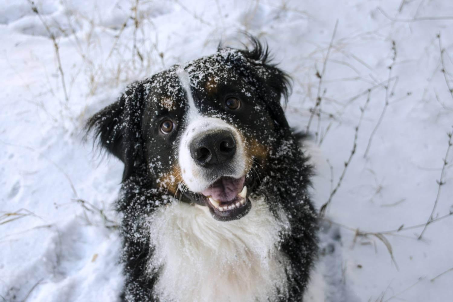 Detroit Dog Park Dog in Snow