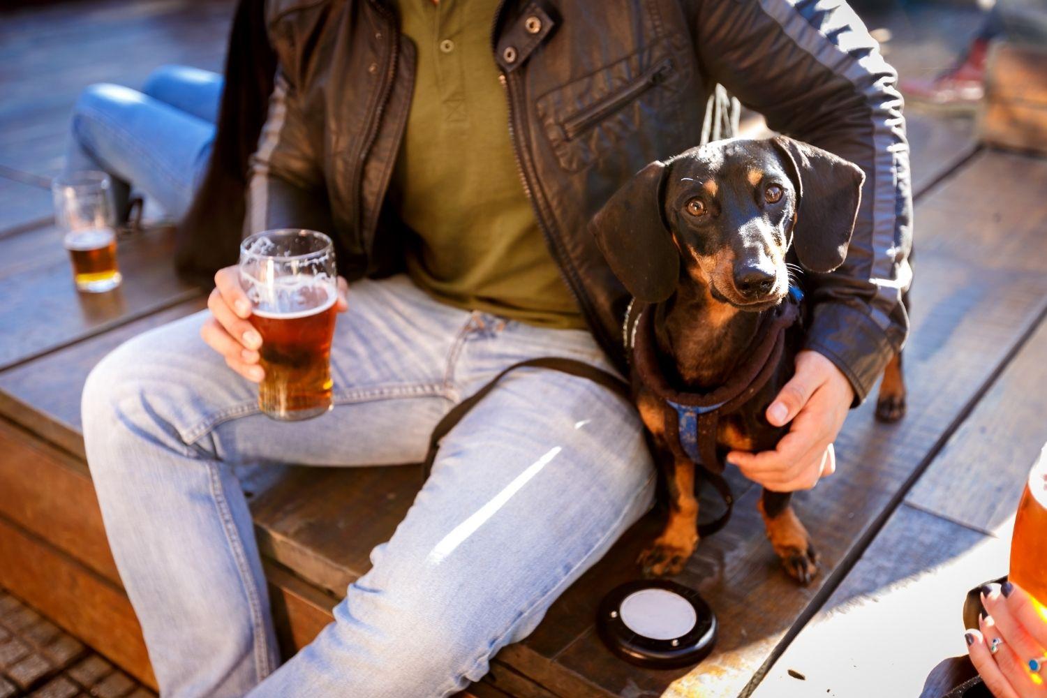 Dog having a beer at brewery