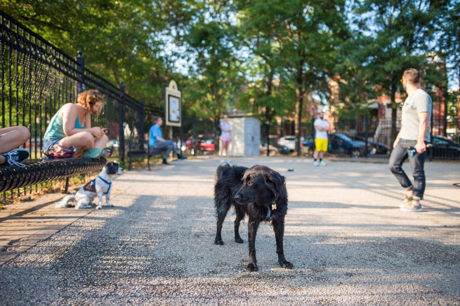 Dog-Park-Etiquette-city-park