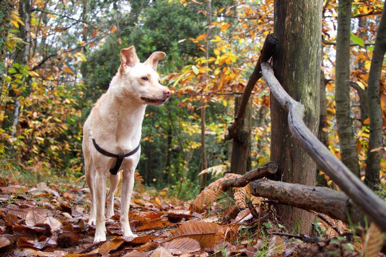 Atlanta dog hiking trail