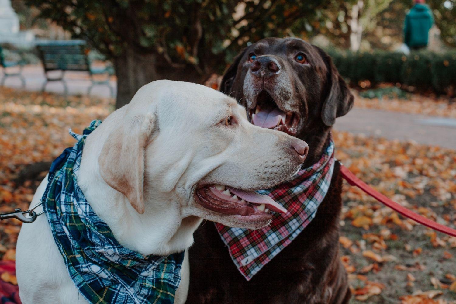 Atlanta two good dogs