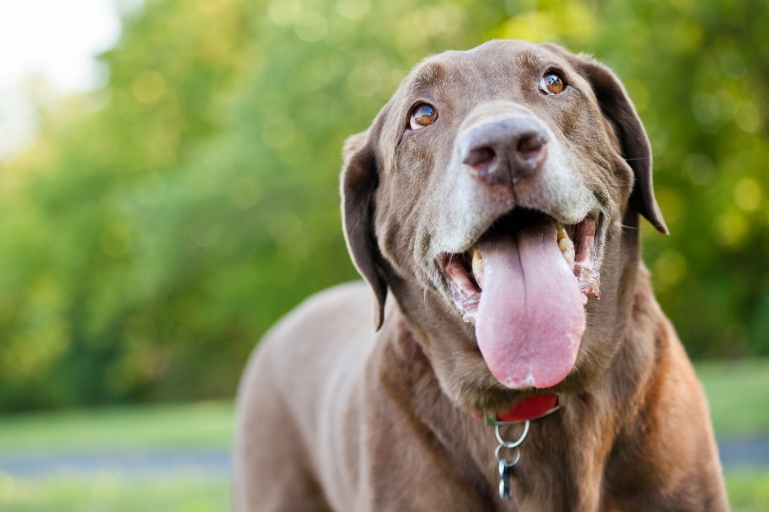 Dog-Parks-Charlotte-NC-happy-lab