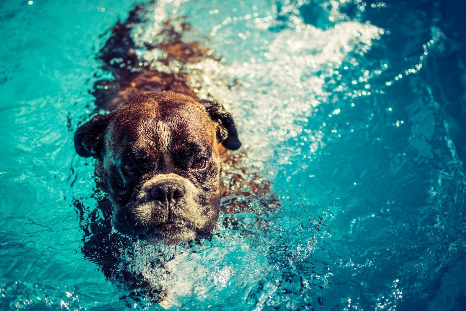 Dog-Parks-Charlotte-NC-swimming-dog