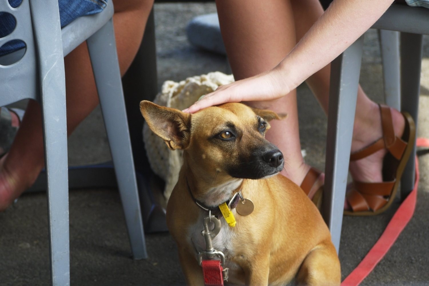 Dog getting pets