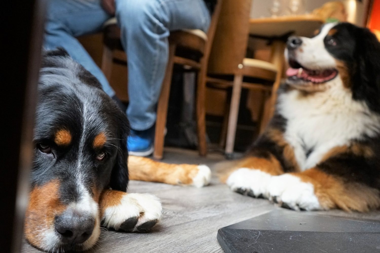 Saint Bernards at table