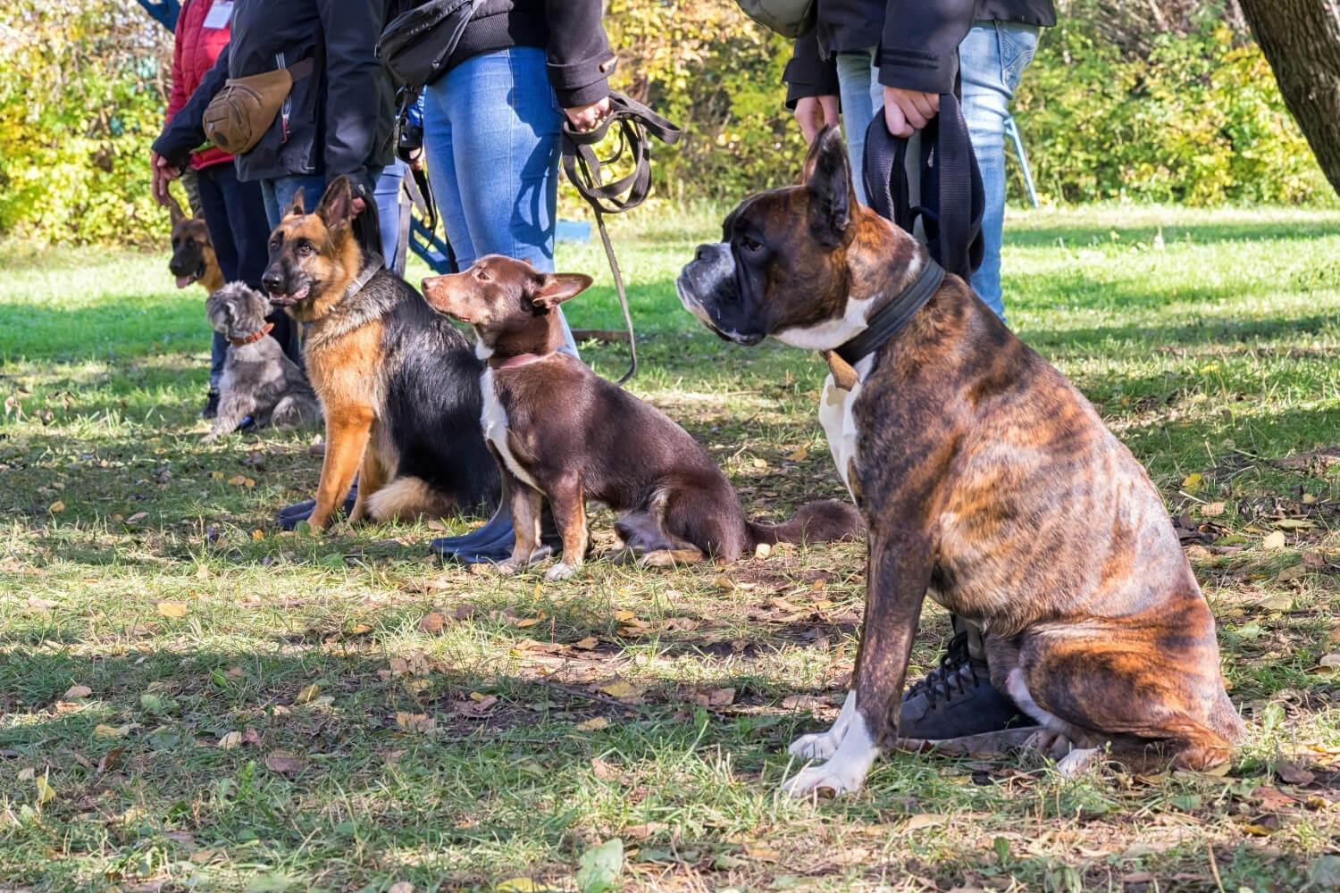 Dog Training 101 - group class