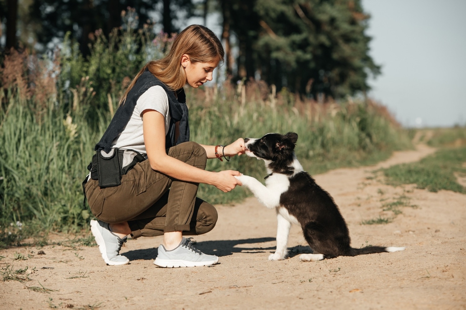 Dog Training 101 - puppy sit and shake