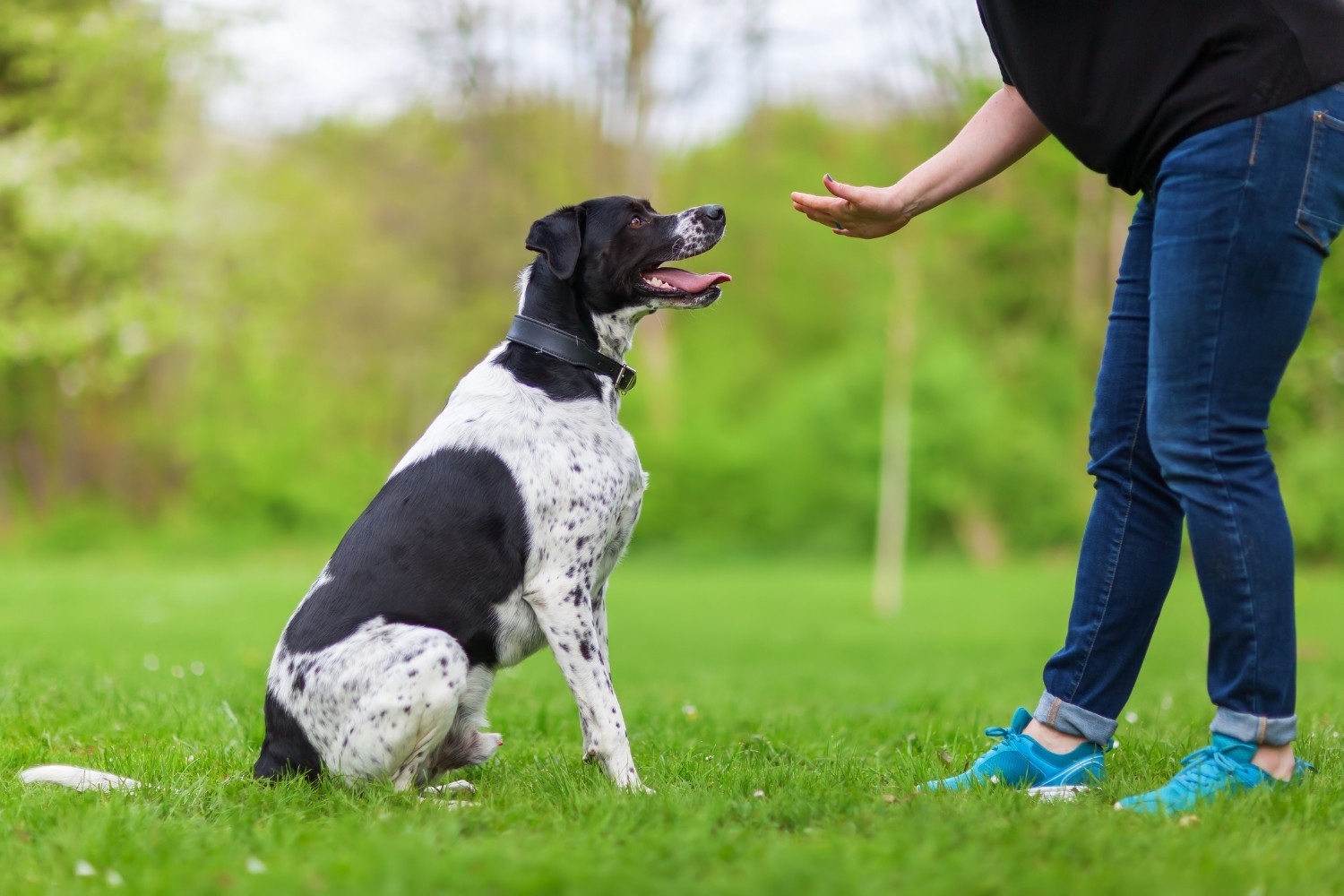 Dog Training 101 - adult dog sit