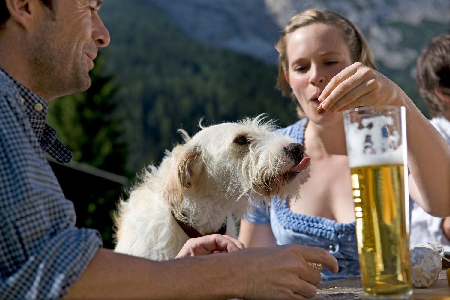 dog at brewery