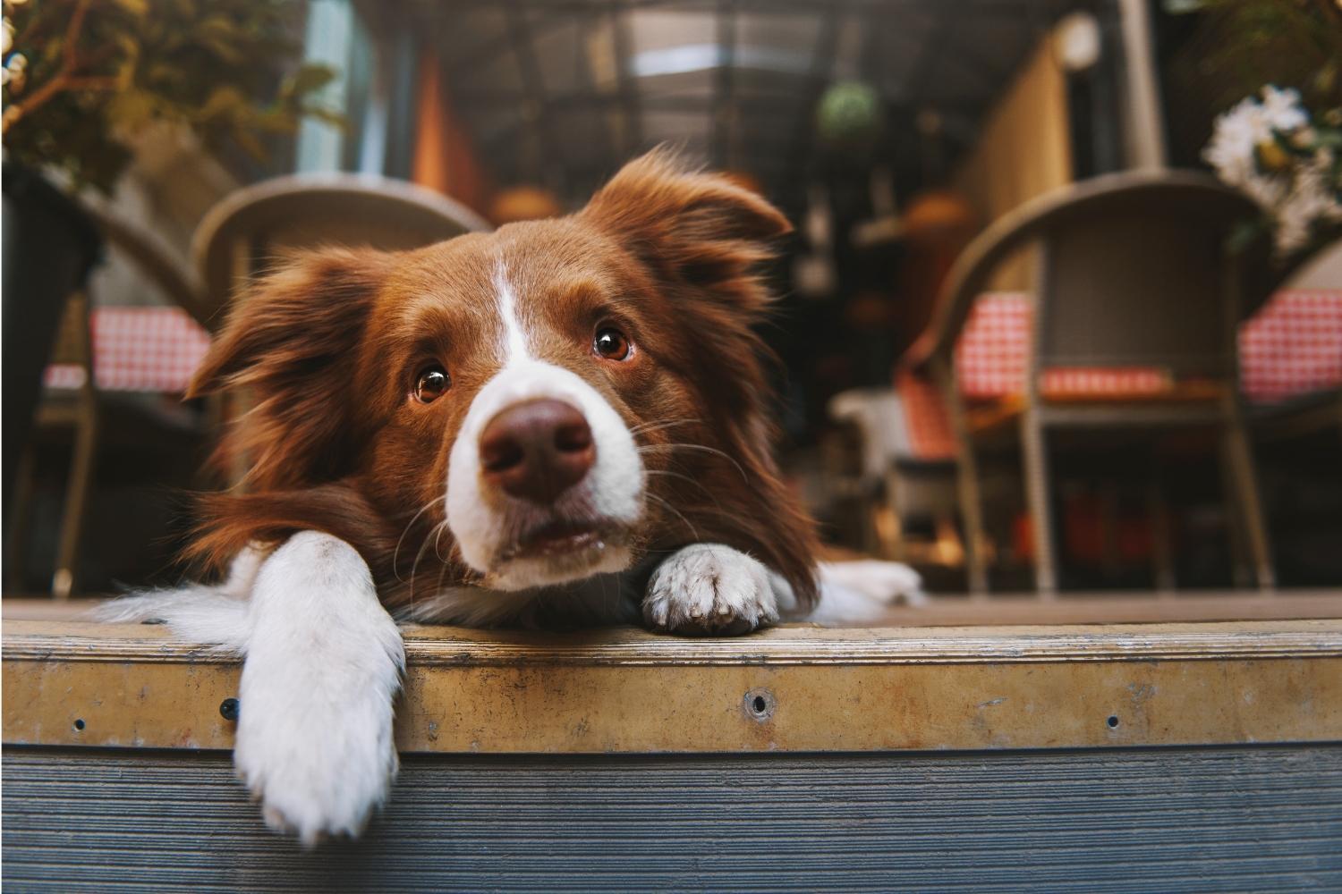 San Francisco Dog-Friendly Restaurants - dog in restaurant