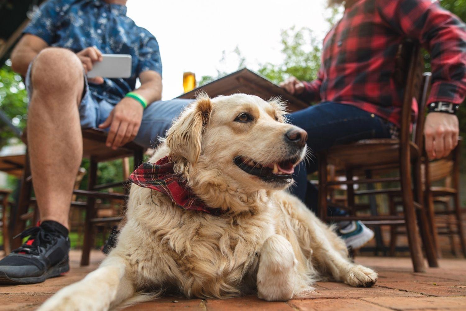 Happy dog at restaurant