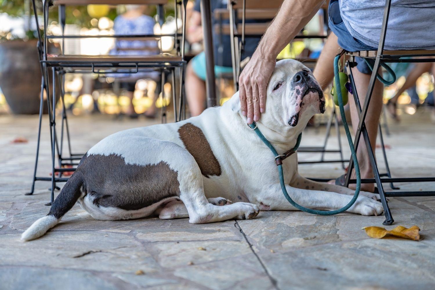 dog at table