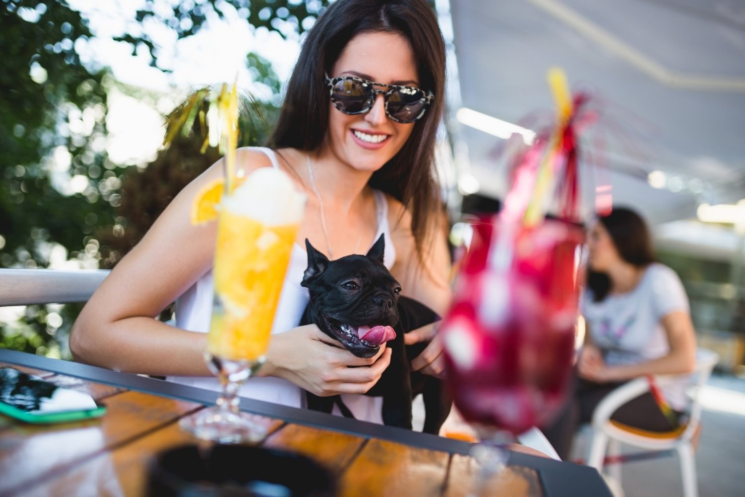 Dog at restaurant on sunny day