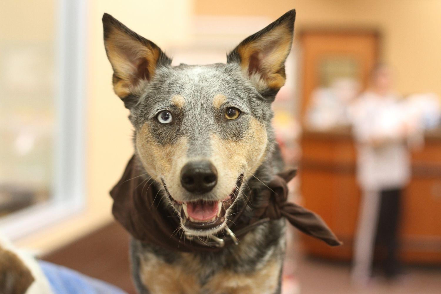 Dog-friendly ATL - Cattle Dog