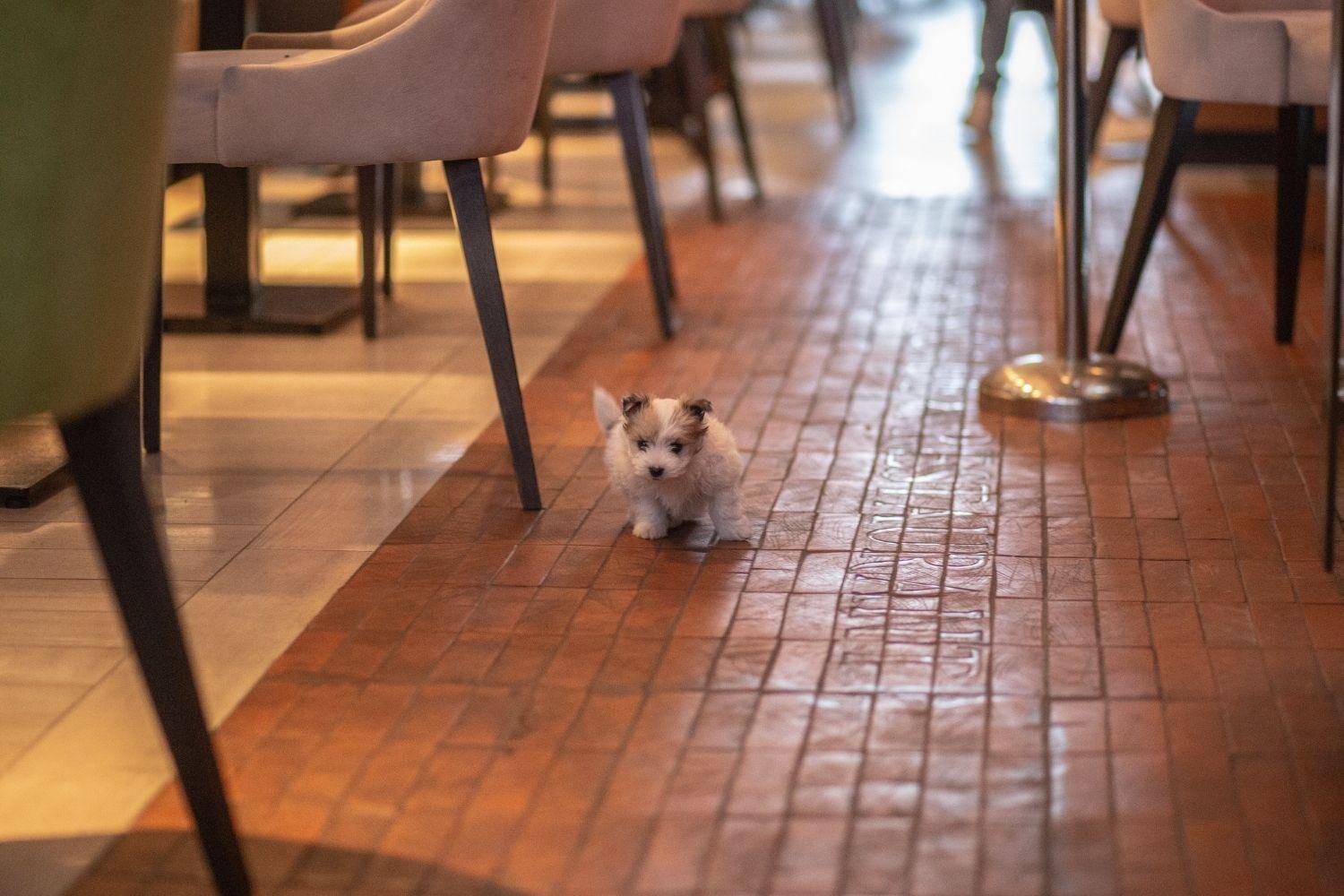 little fluff in Atlanta Restaurant