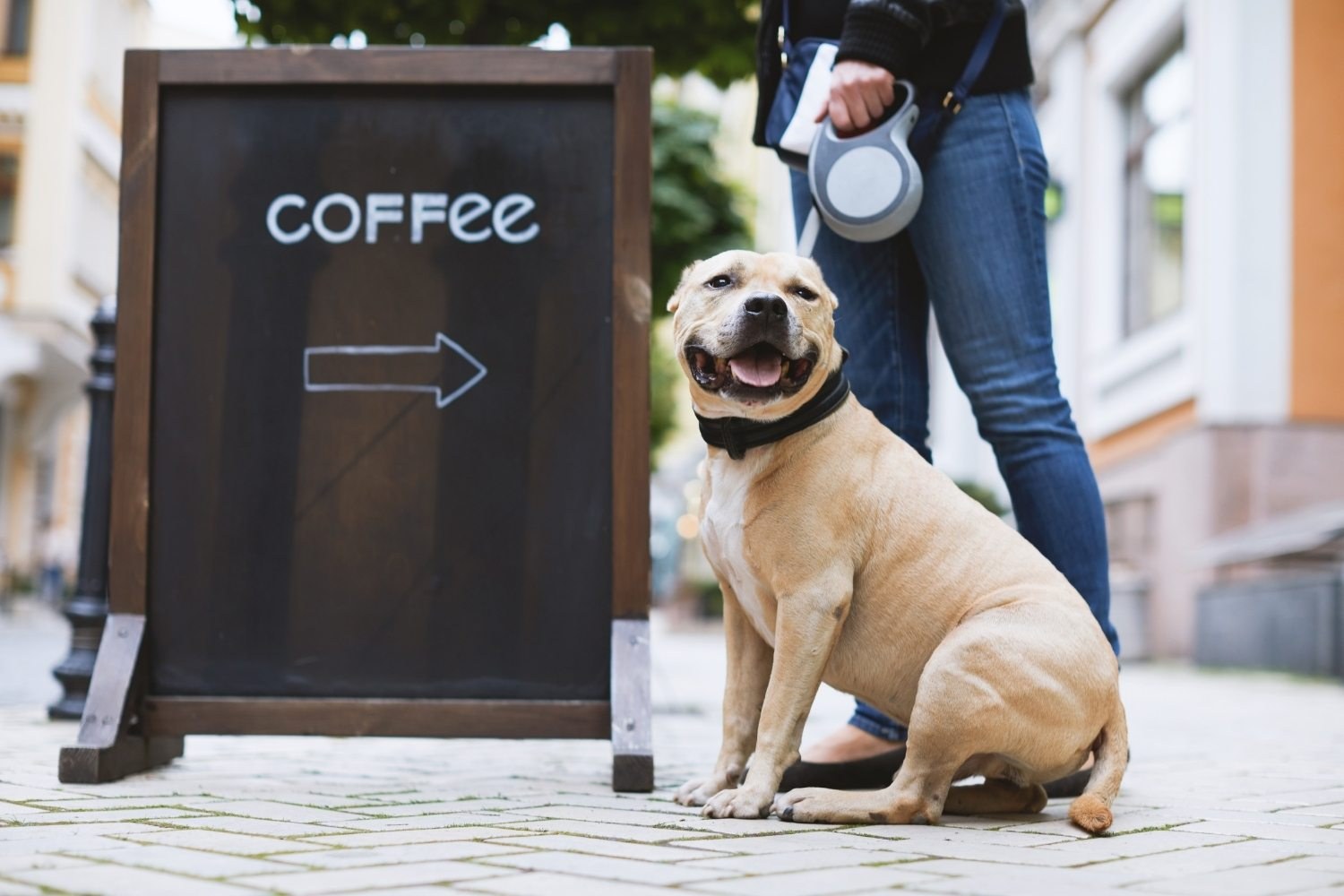 Coffee dog