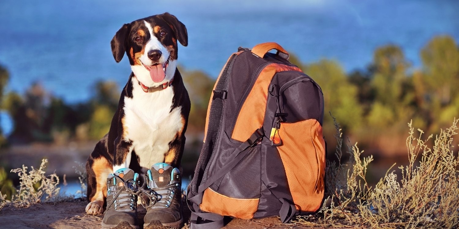 Dog Hikes