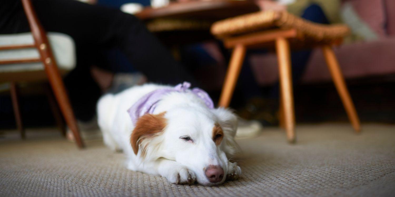 Dog at restaurant in Atlanta sleeping