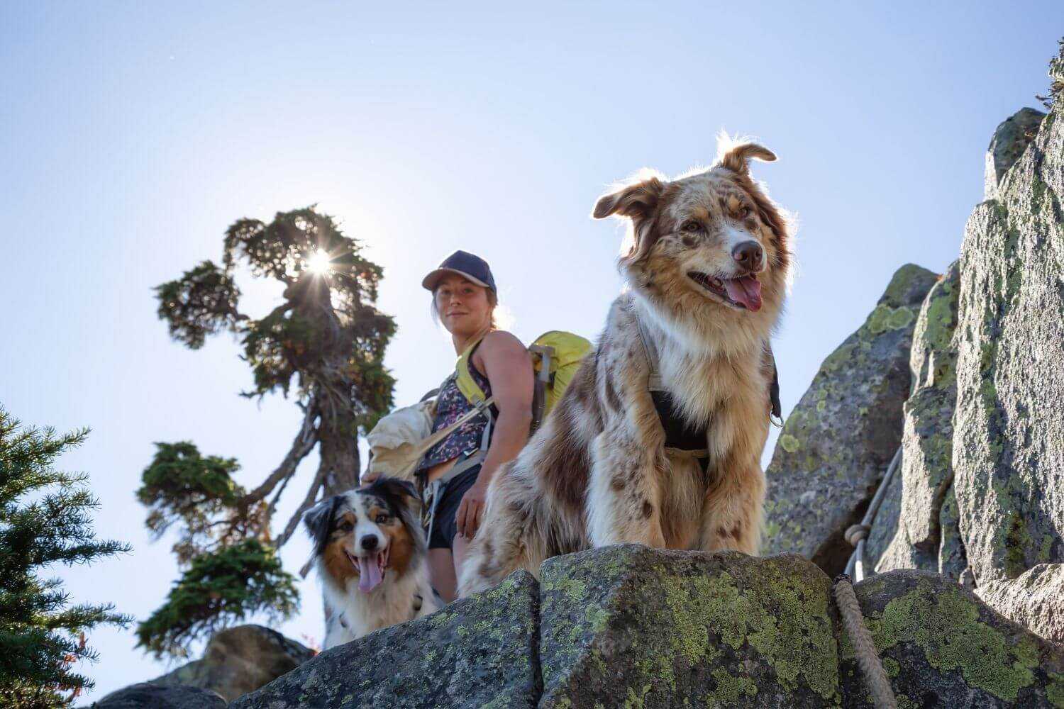 Dog-friendly Hike DC - dog on rock