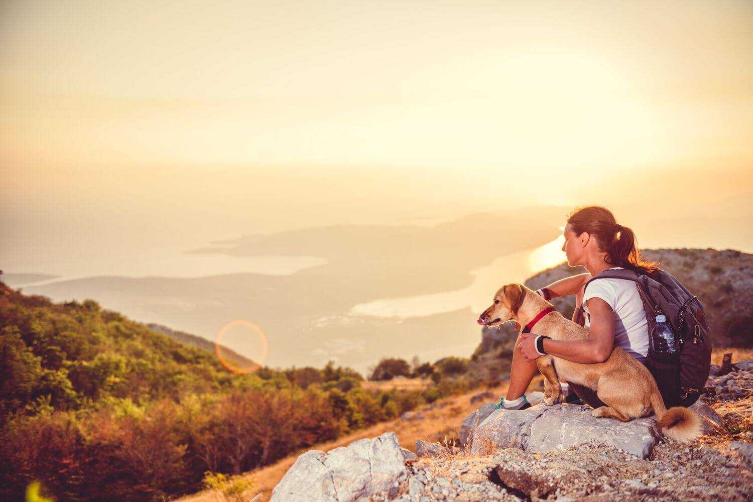 Dog-friendly Hike DC - dog watching sunset