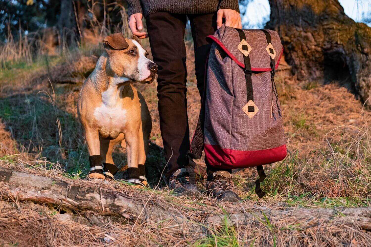 Dog-friendly Hike DC - dog with backpack