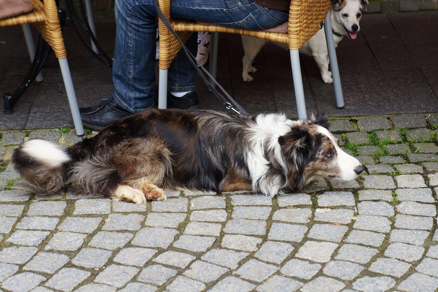 Dog on round at restaurant in Seattle