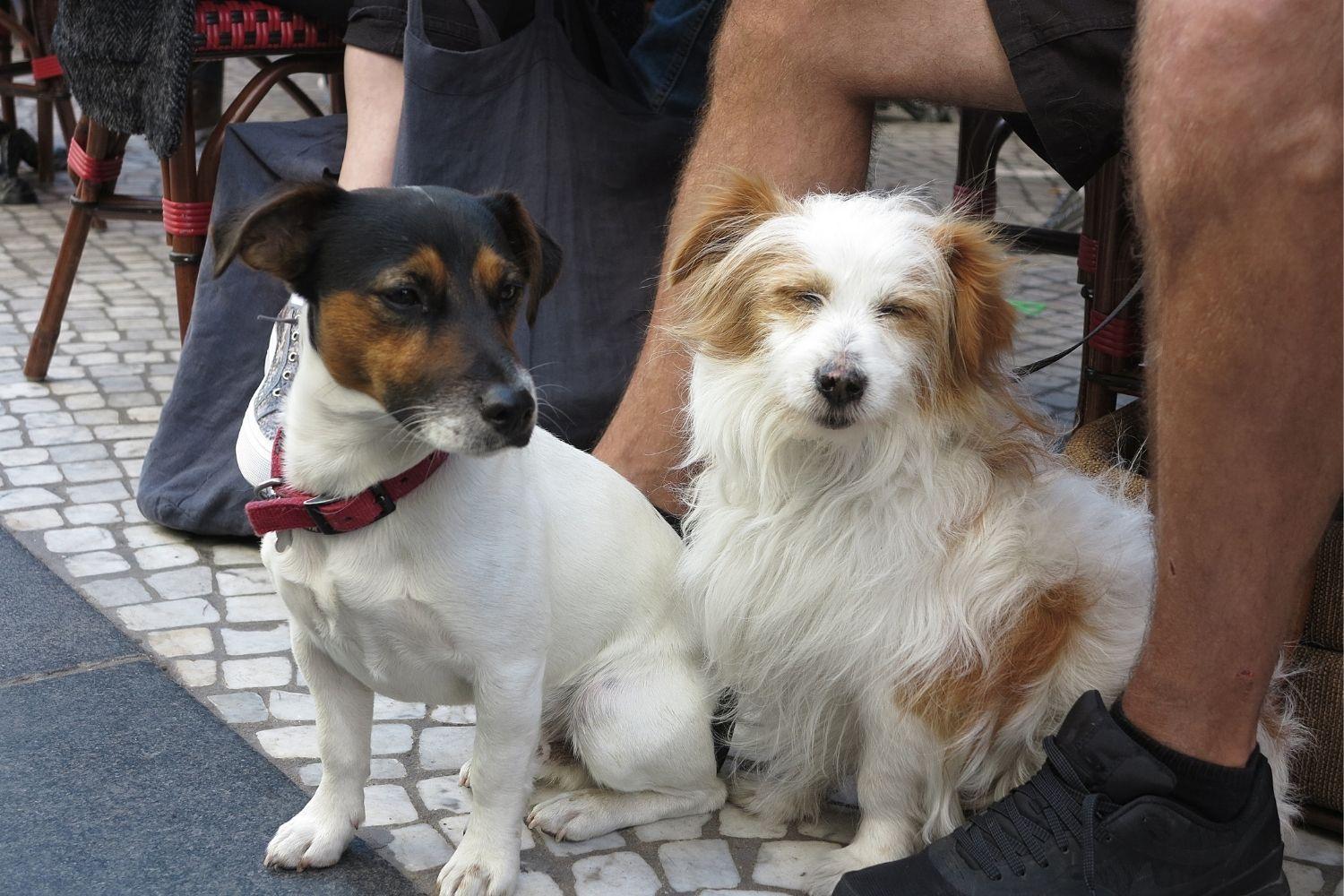 Dogs at Brewery in Seattle