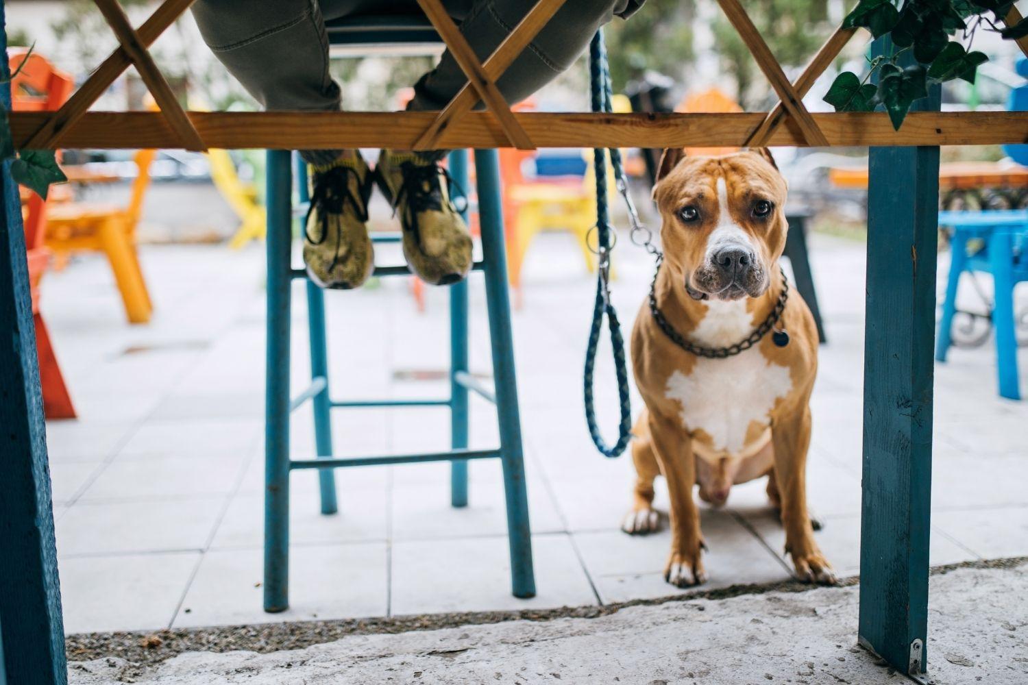 Dog at restaurant in Seattle under bar